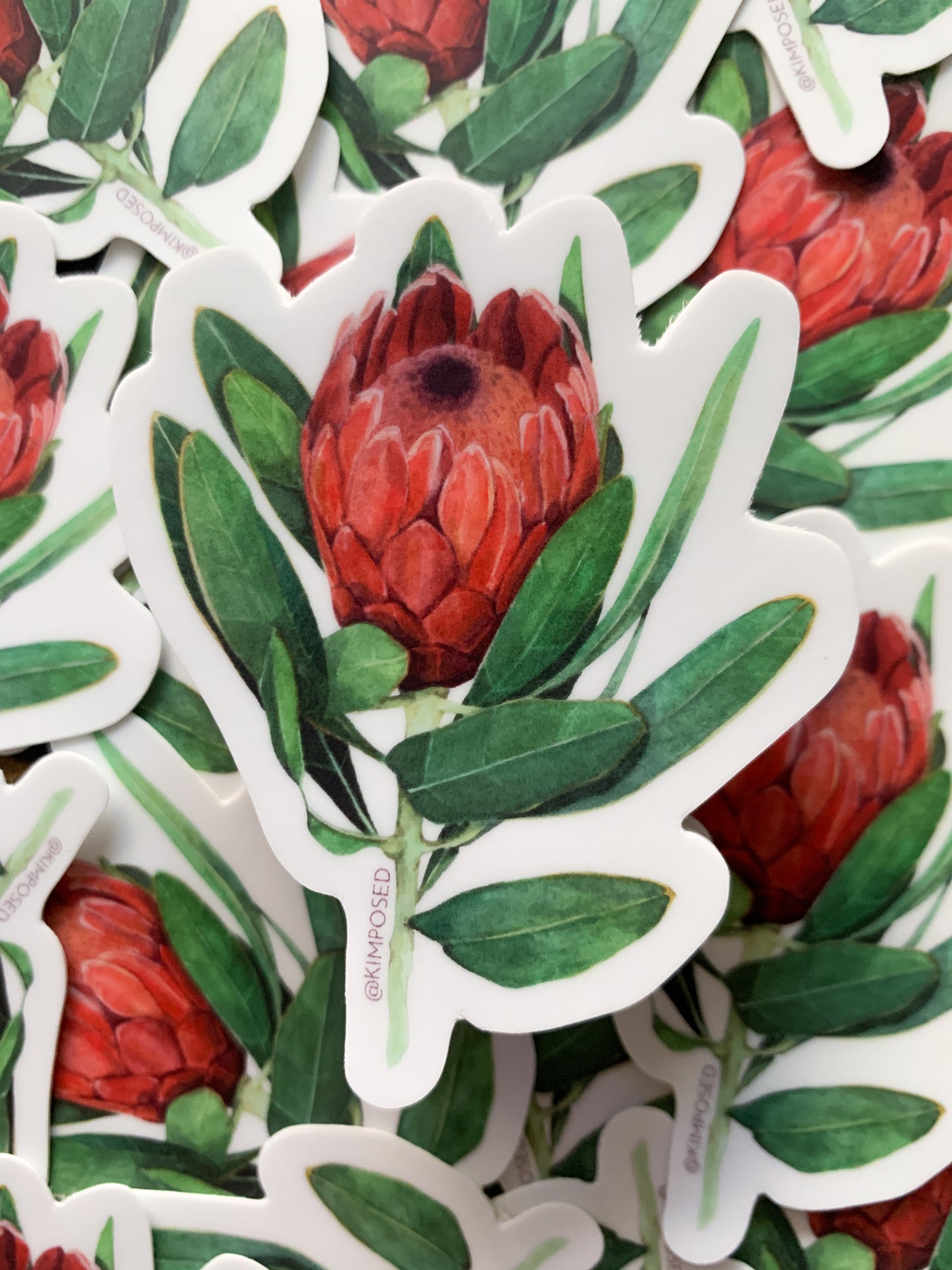 Protea Flower Series II Sticker