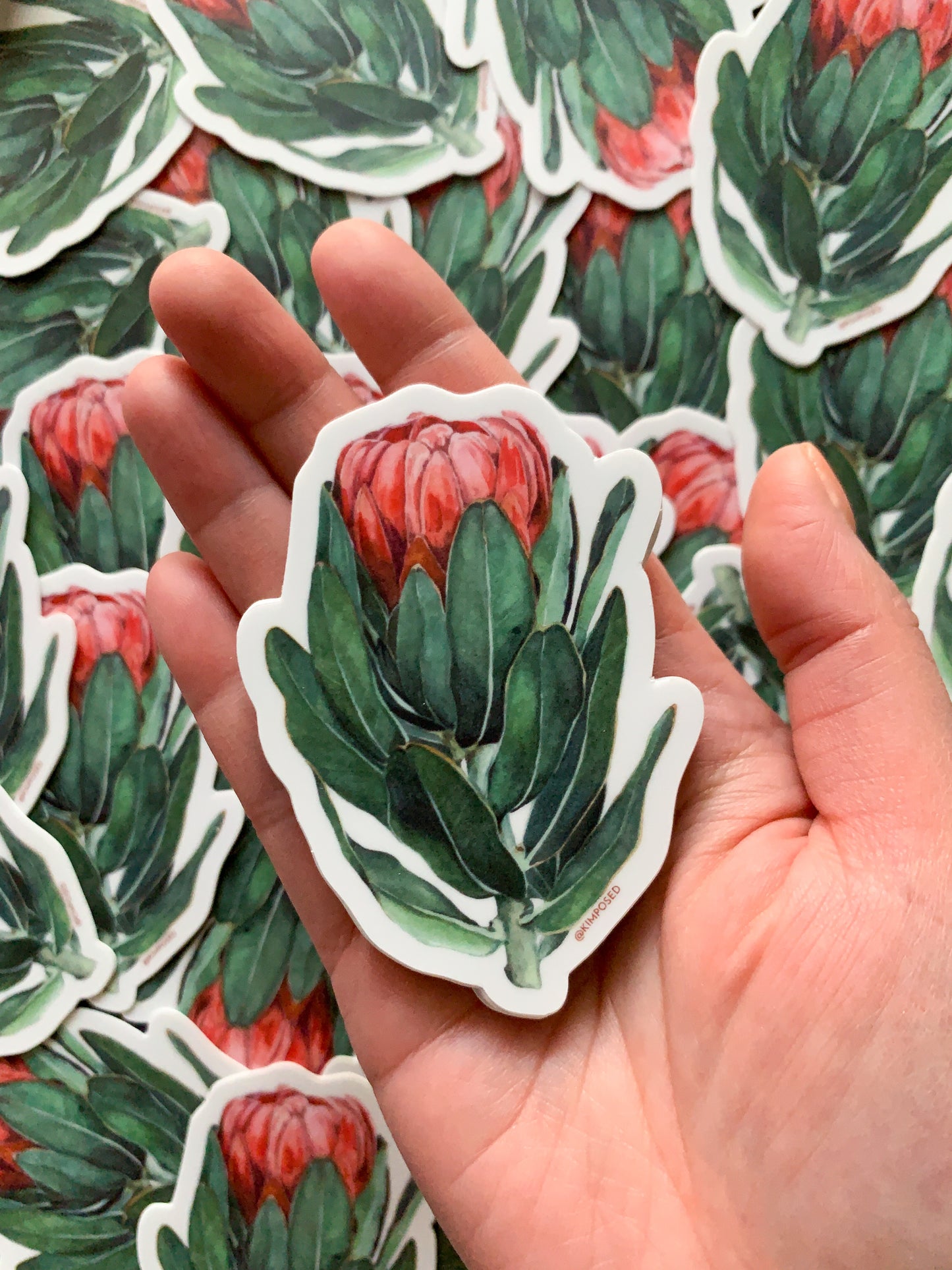 Protea Flower Series I Sticker