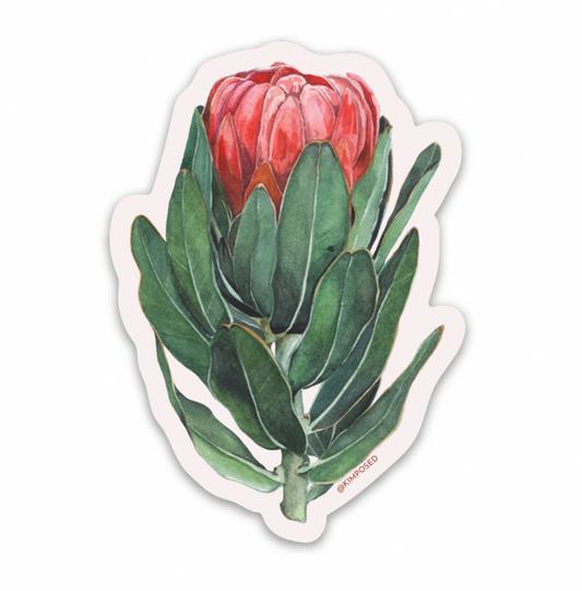 Protea Flower Series I Sticker